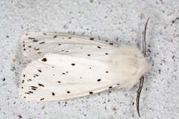 Image of white ermine