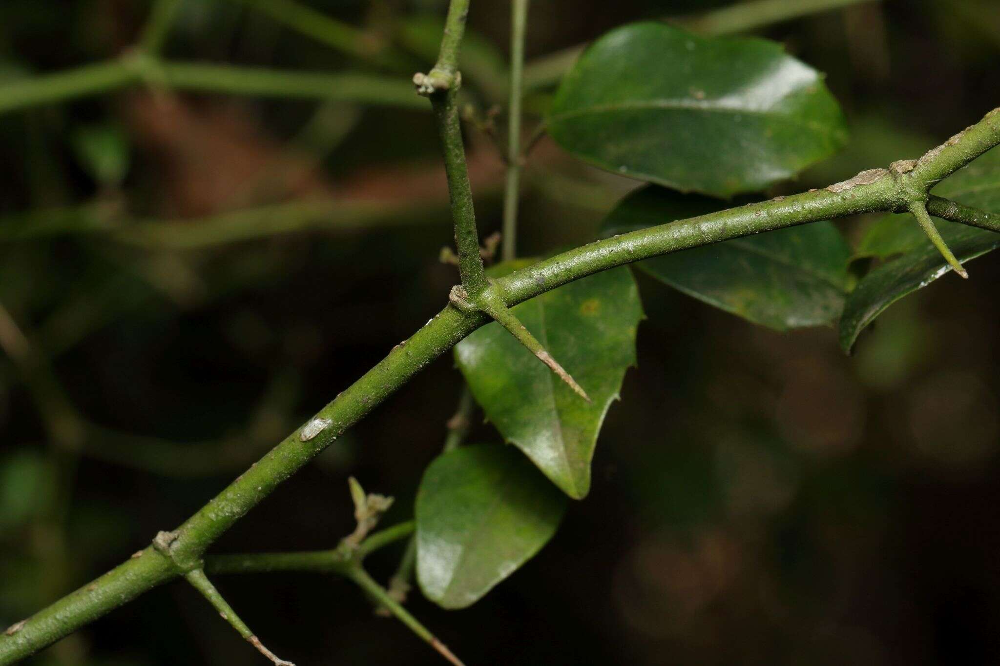 Image of Lemon-thorn