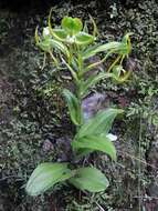 Image of Habenaria jaliscana S. Watson