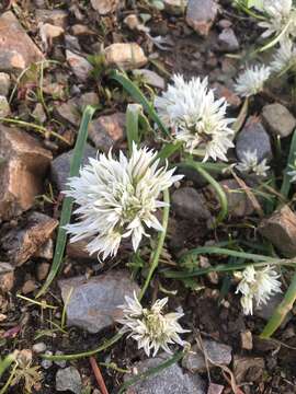 Image de Allium brandegeei S. Watson