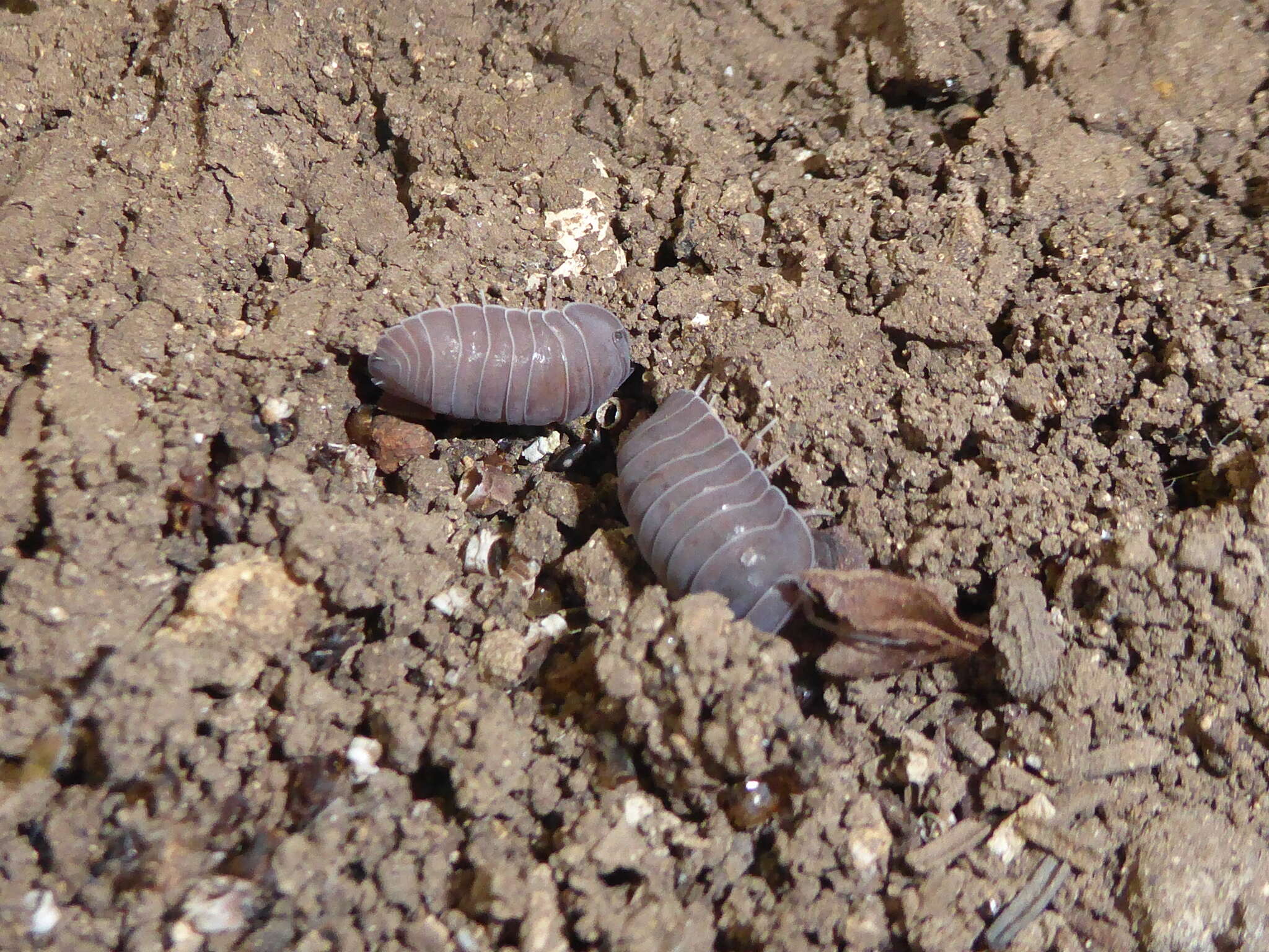 Image of Venezillo gigas (Miers 1877)