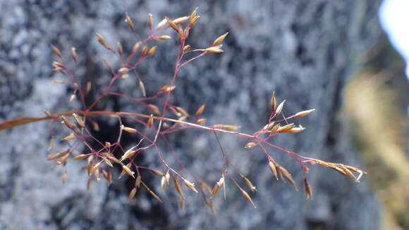 Image of Agrostis dyeri Petrie