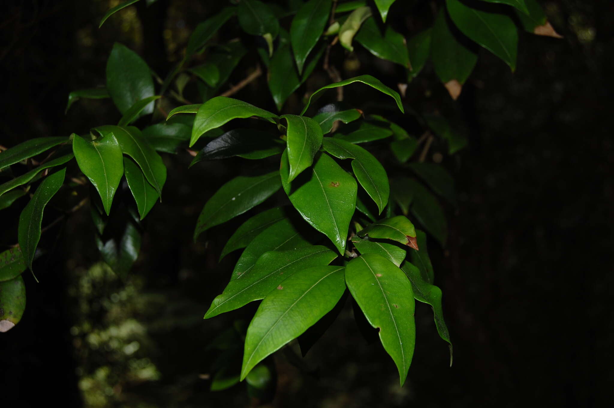 Image of Myrceugenia planipes (Hooker & Arn.) Berg