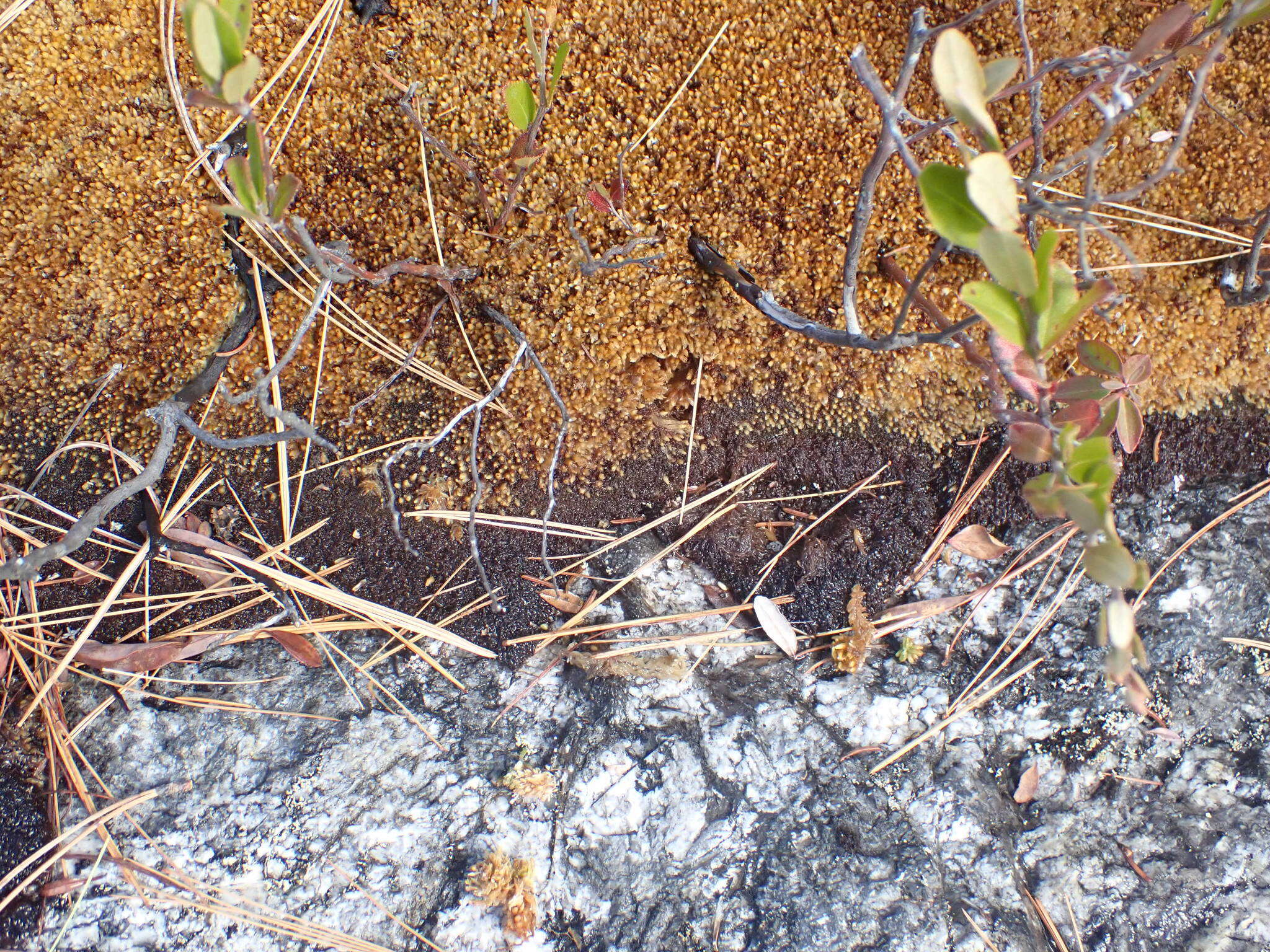 Image of Low sphagnum moss