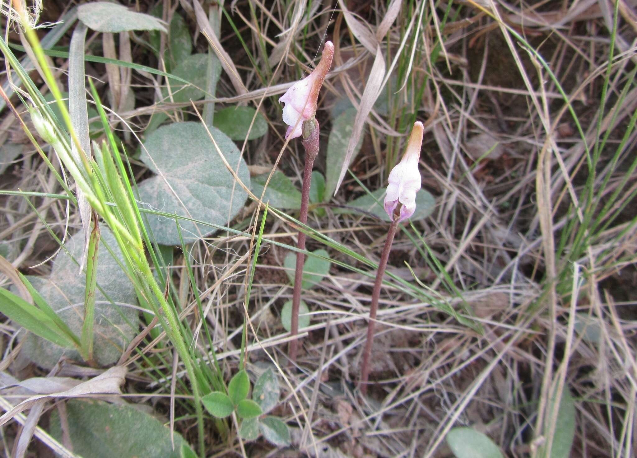 Image of Disperis woodii Bolus