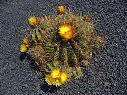 Image of Emory's barrel cactus