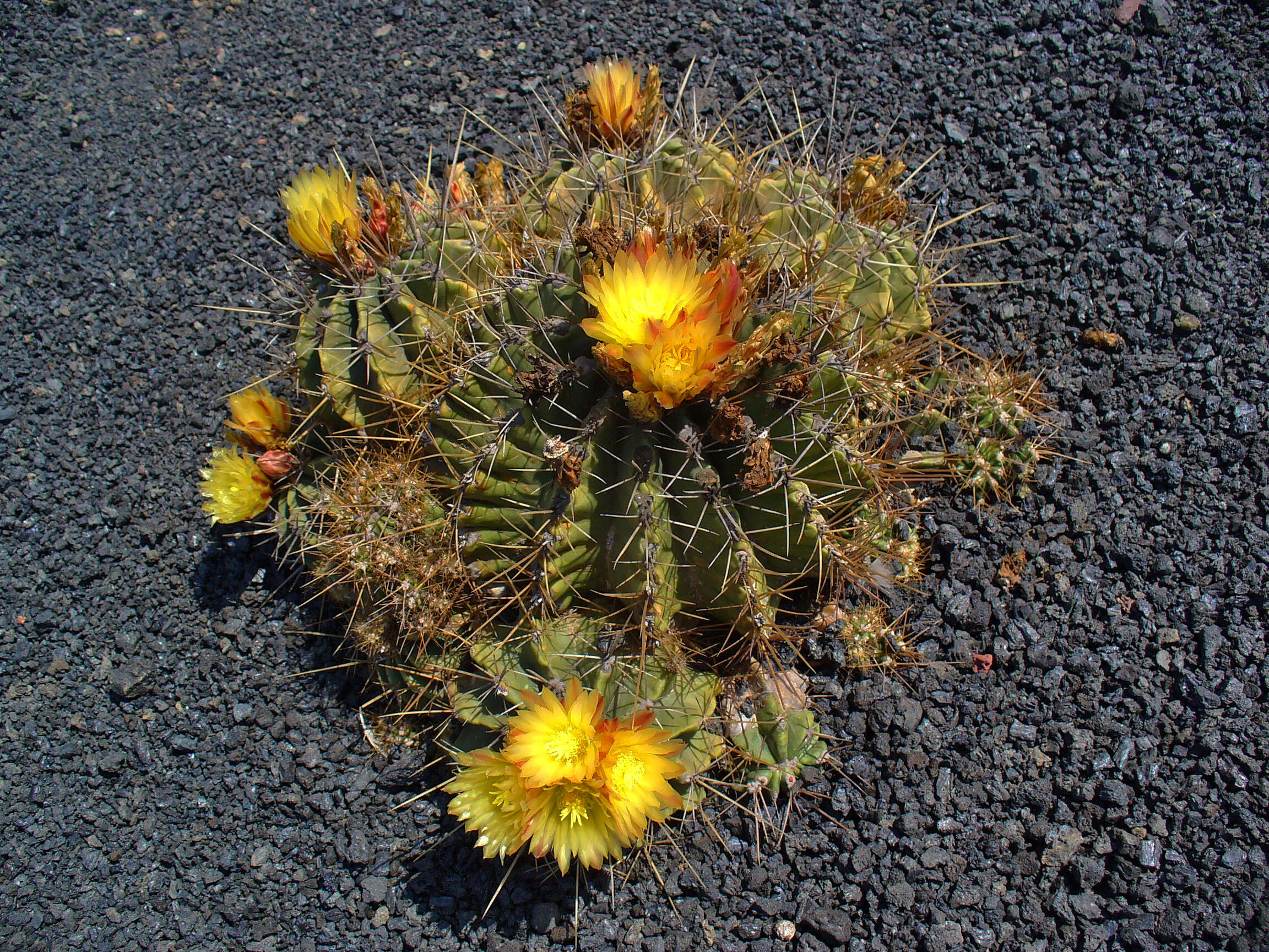 Image of Emory's barrel cactus