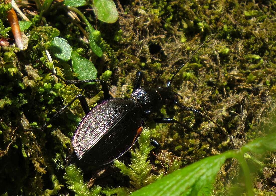 Carabus (Platycarabus) creutzeri Fabricius 1801 resmi