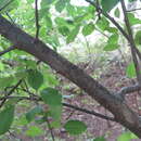 Plancia ëd Malus prunifolia (Willd.) Borkh.