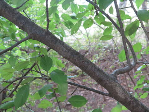 Plancia ëd Malus prunifolia (Willd.) Borkh.