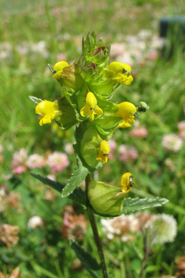 Image of Yellow rattle