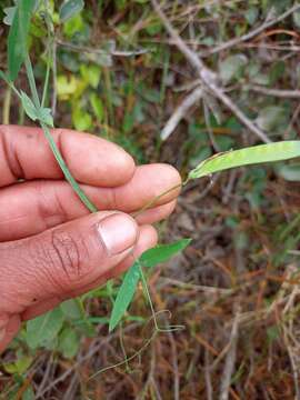 Lathyrus berteroanus Savi resmi