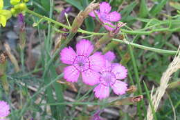 Слика од Dianthus deltoides L.