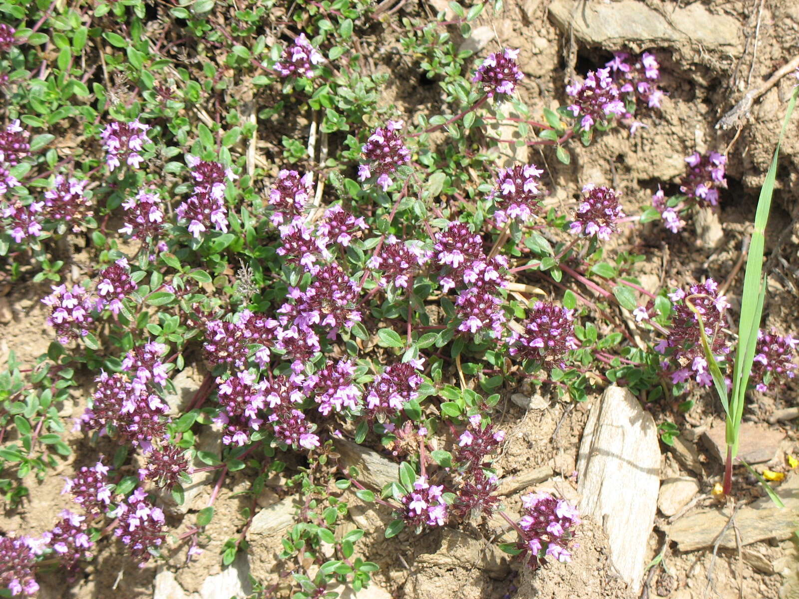 Слика од Thymus serpyllum L.