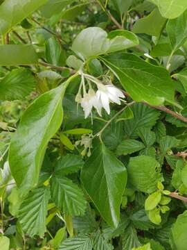 Image of Friar's balsam