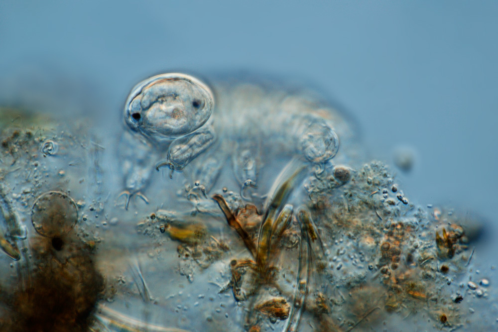 water bears media - Encyclopedia of Life