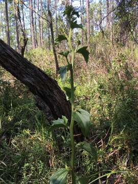 Image of Georgia Indian-Plantain