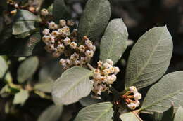 Plancia ëd Acokanthera oppositifolia (Lam.) Codd