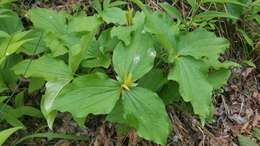 Imagem de Trillium chloropetalum var. chloropetalum