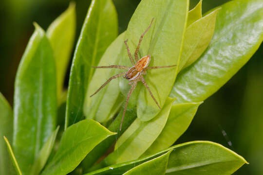 Plancia ëd Dolomedes facetus L. Koch 1876