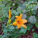 Слика од Hemerocallis hakuunensis Nakai