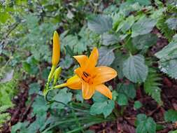 Слика од Hemerocallis hakuunensis Nakai