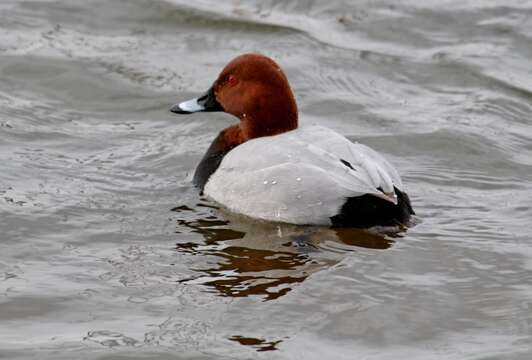 Image of pochard, common pochard