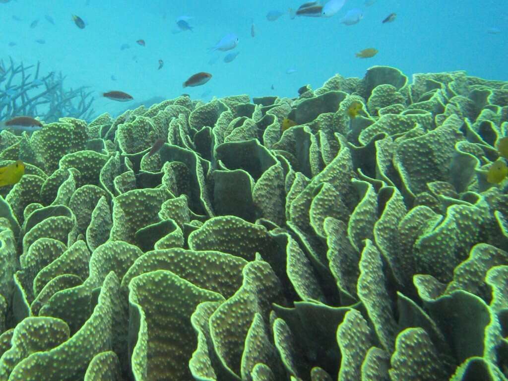 Image of Yellow scroll coral