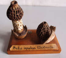 Image of Stinkhorn