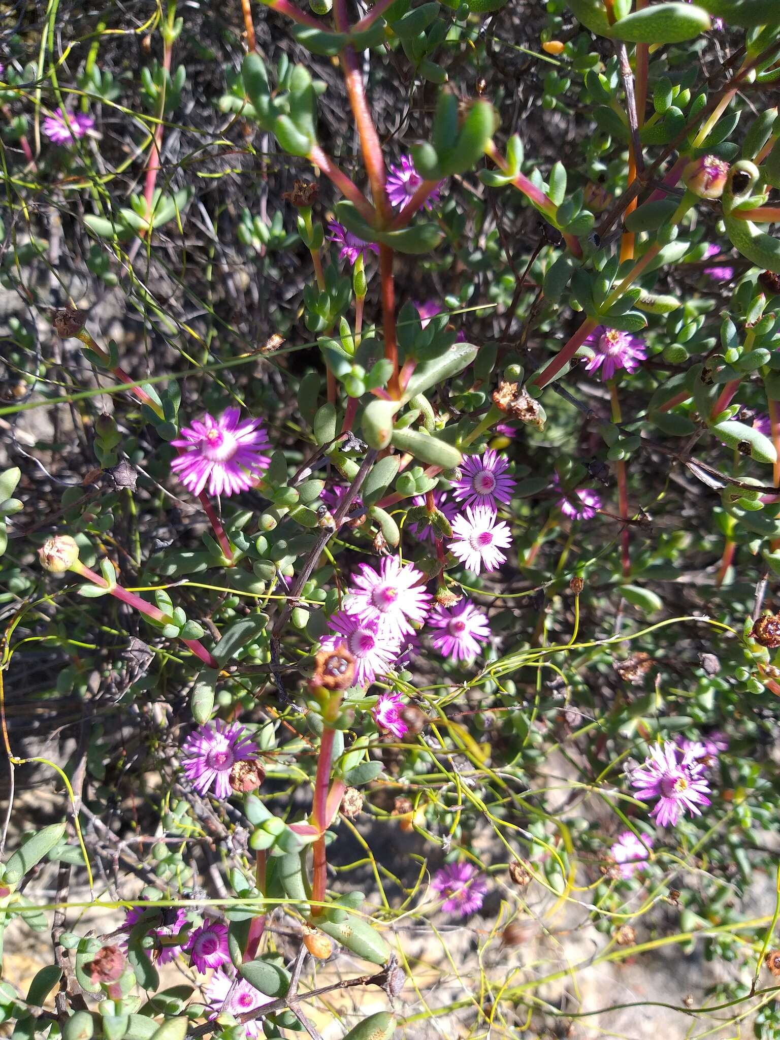 Imagem de Oscularia cedarbergensis (L. Bol.) H. E. K. Hartm.