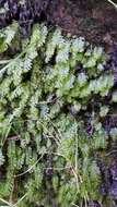 Image of Hymenophyllum capense Schrad.
