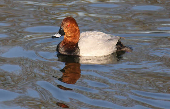 Image of pochard, common pochard