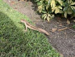 Image of Bastion Cay Curlytail Lizard
