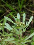 Image of Low cudweed