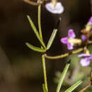 Image of Glycine clandestina Wendl.