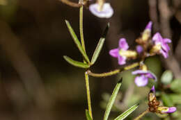 Glycine clandestina Wendl. resmi