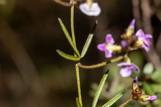 Image of Glycine clandestina Wendl.