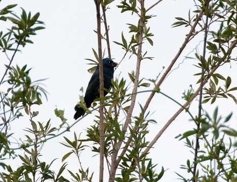 Image of Ultramarine Grosbeak