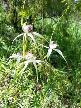 Image of Caladenia argocalla D. L. Jones