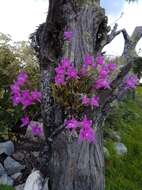 Image of Laelia furfuracea Lindl.