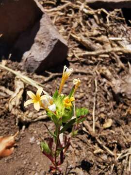 Image of Collomia biflora (Ruiz & Pav.) A. Brand