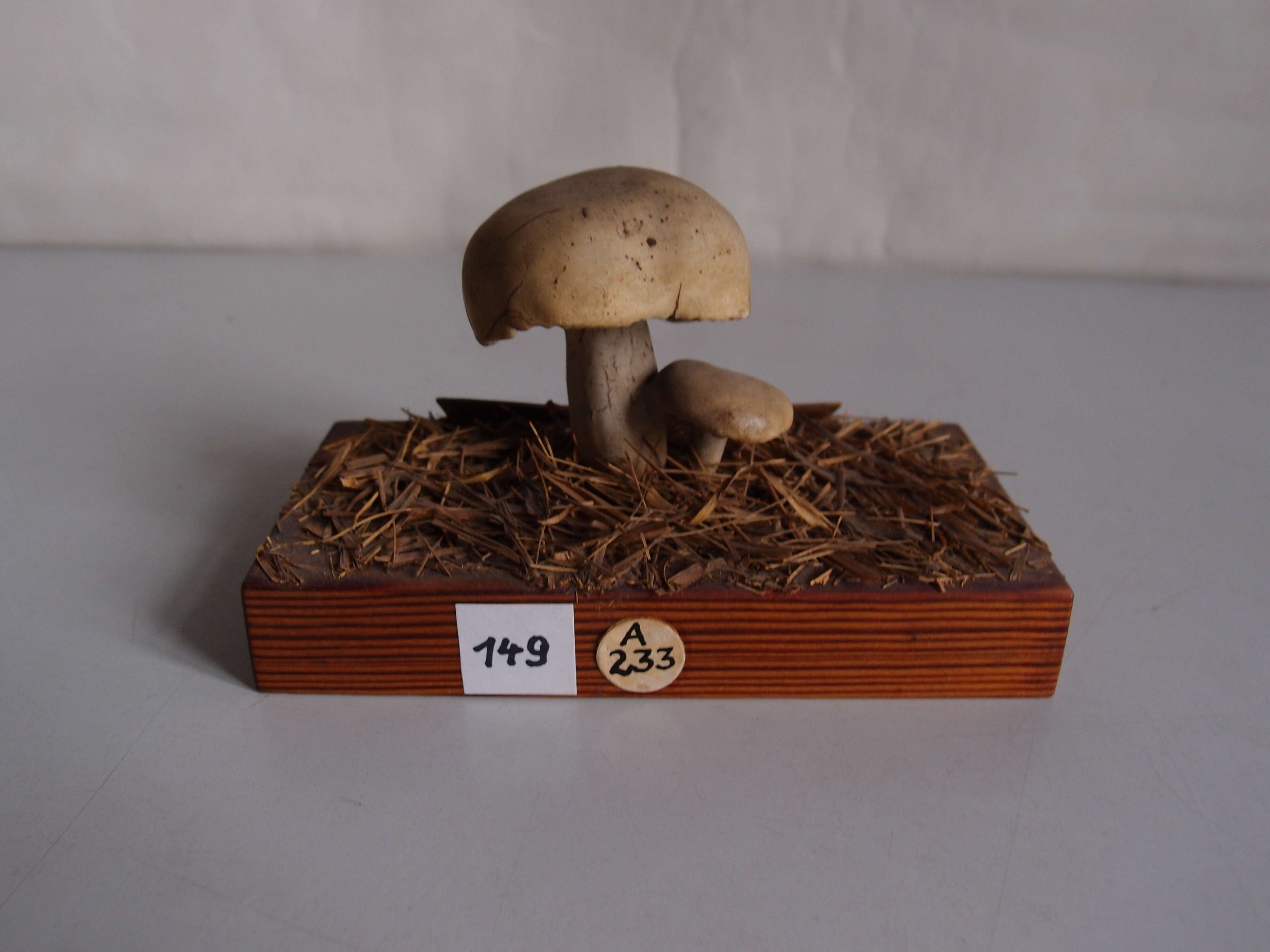 Image of Calocybe