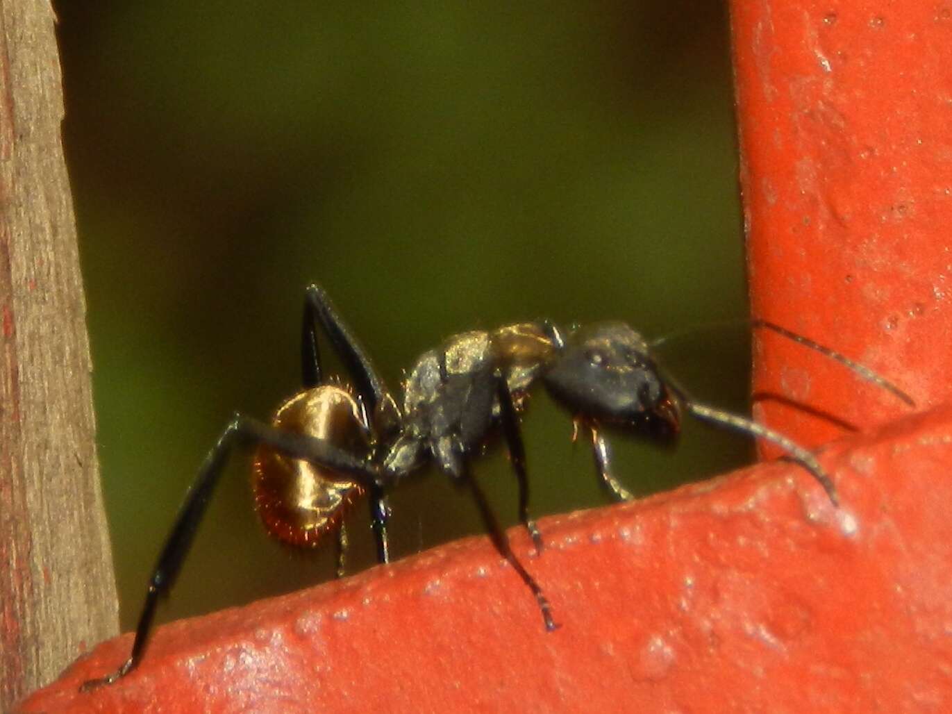 Image of Camponotus sericeiventris (Guerin-Meneville 1838)