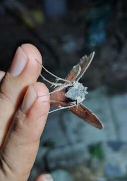 Image of Cramer's Sphinx Moth