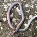 Image of Florida Worm Lizard