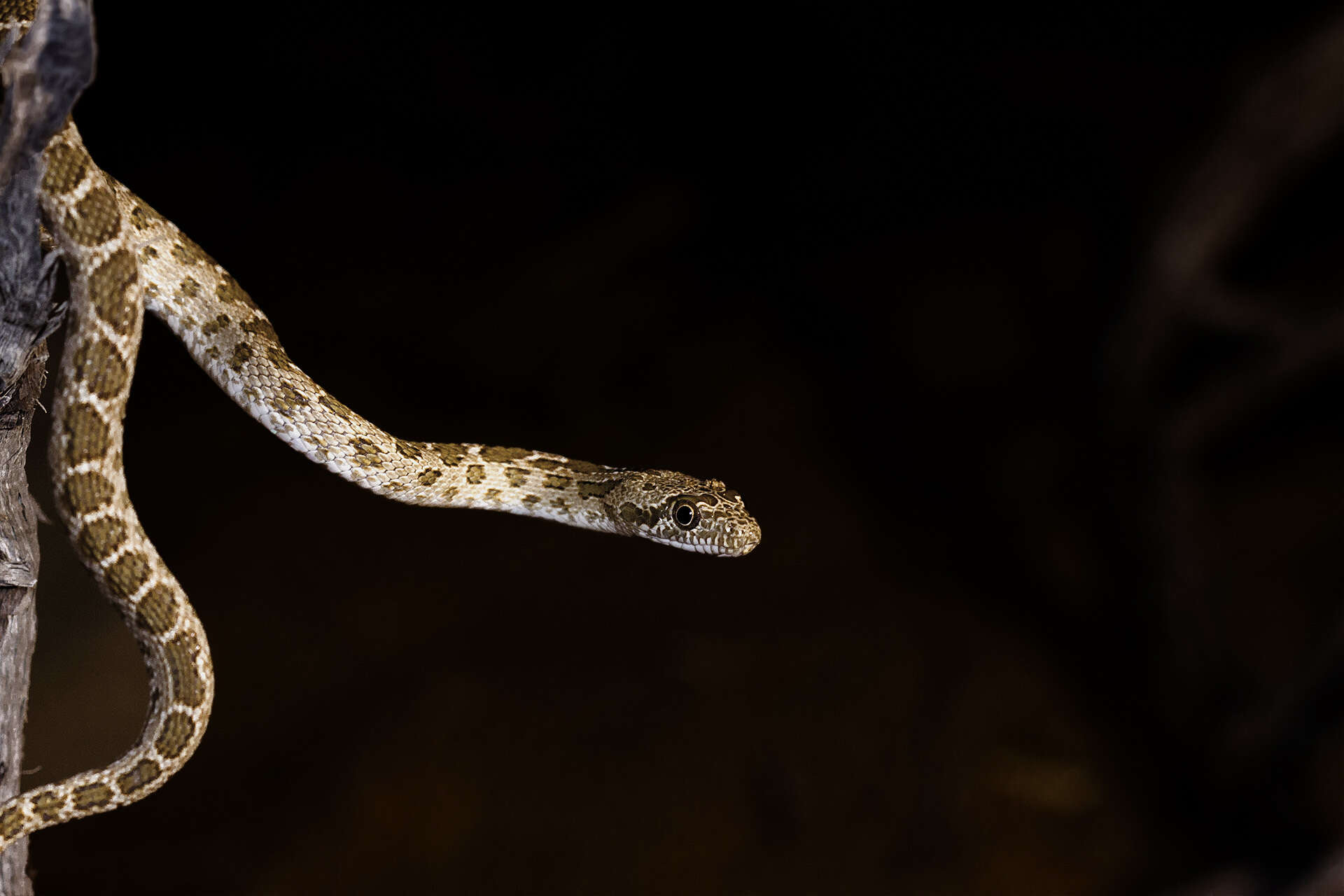 Image of Spalerosophis diadema cliffordii (Schlegel 1837)