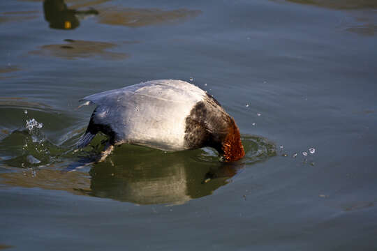 Image of pochard, common pochard