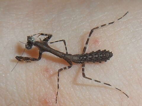 Image of Malaysian dead leaf mantis