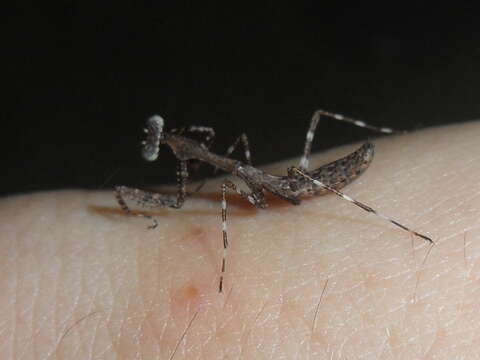 Image of Malaysian dead leaf mantis