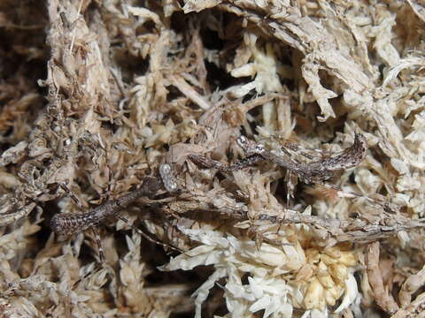 Image of Malaysian dead leaf mantis